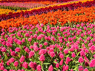 고석정 꽃밭축제