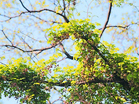 으름덩굴