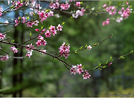 복사꽃(桃花 도화..