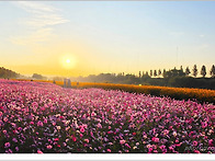 장릉천 코스모스 풍경