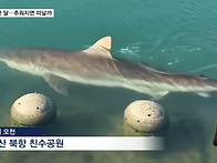 우리가 '부캉이'에 열광하..