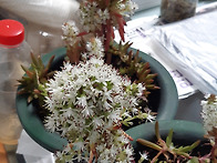 아름다운 '바위솔'