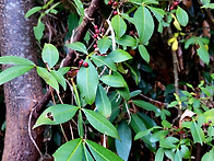 개산초나무와 열매