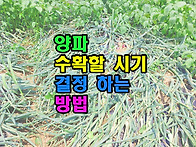 양파 수확할 시기..
