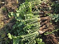 여러가지 무 수확