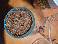 핑크벨로 베롱나무..