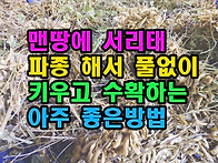 맨땅에 서리태 파..