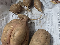 고구마 도착소식