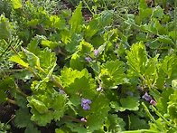 정원을 망치는 2..