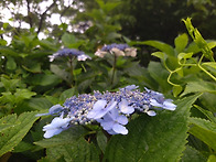 한라생태숲 준겹산수국