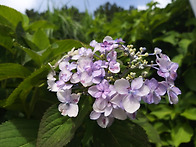 동홍천 겹산수국