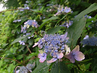 산수국