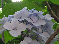 영주산 분수국