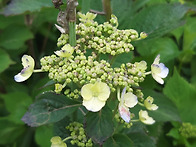 산수국1