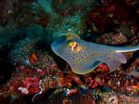 Bluespotted ribbon..