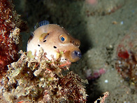 Blackspotted puffe..