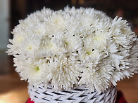 정토대학 법사과 재학생 ..