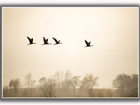 순천만 흑두루미