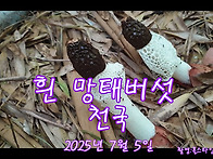 흰망태버섯천국