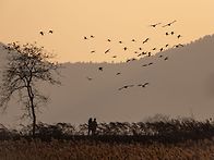 석양에 평화롭게 춤을추는..