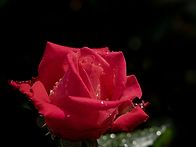 빗속의 장미 &#127801;