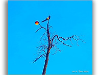 고독한 나무 위에 붉은 유..