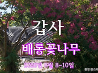 갑사배롱나무