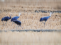 흑두루미일가족남하
