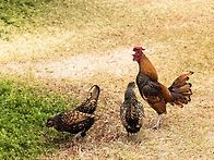 서산 아주작은 농장에 예쁜..