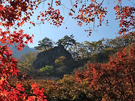 내장산의 소나무