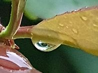 비 온날 산책길에서