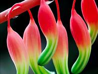 꽃같은 마음으로