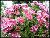 할머니제사 2016.07.05