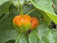 꽈리