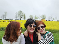 257차 고창 청보리..
