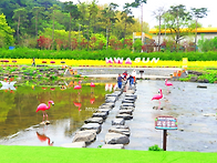 2025 화순봄꽃축제-6