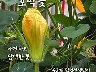 호박꽃과 통지표