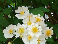 그놈의 찔레꽃