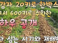 씨감자20키로(수확600키로..