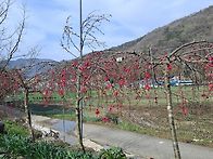 수양 개복숭꽃