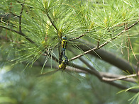 먹줄왕잠자리 짝짓..