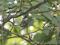 포토샵의 노이즈 ..