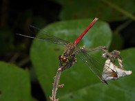 두점박이좀잠자리..