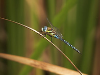 하늘별박이왕잠자..