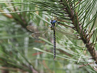 큰긴무늬왕잠자리