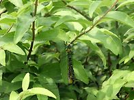 잘록허리왕잠자리..