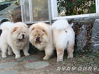 꿍도&따황 종견감