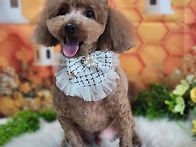 예쁜미소 푸름이