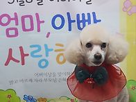 빠숑이도 어버이날포토존