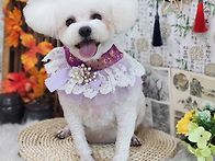 짧은 얼컷 나곰이